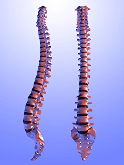 Human Spine Anatomy Prints: Two views of the human spine