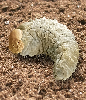 Prints of Black vine weevil larva (Otiorhynchus sulcatus), coloured scanning electron micrograph (SEM) Images Dated 2003 August: Black vine weevil larva, Print