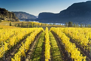 Autumn Vineyard Scene Prints: Vineyard, Canada