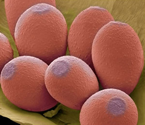 Plant Reproductive Structures Prints: Viola sp. seeds, SEM