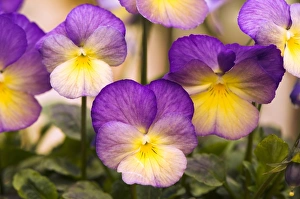 Flower Photography Prints: Viola Starry Night
