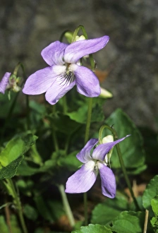 Purple Wildflowers Prints: Viola suavis