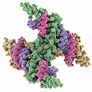 Images Dated 4th April 2013: Viral RNA Interference Complex Print