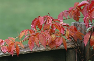 Parthenocissus Quinquefolia Prints: Virginia creeper
