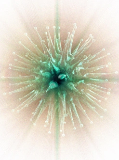 Microbiology Images Prints: Virus, computer artwork