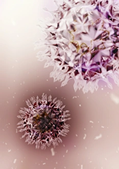 Images Dated 8th December 2008: Viral Structure Print