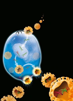Prints of Virus replication cycle, artwork. The cycle starts at upper centre, as virus particles (orange) enter a cell (blue) Images Dated 2008 June: Viral Replication Cycle Print