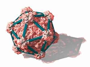 Computer Generated Viruses Prints: Virus structure, conceptual artwork