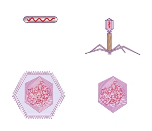Computer Virus Artwork Prints: Virus structures, artwork
