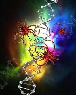 Images Dated 29th November 2004: Viruses attacking a cells DNA