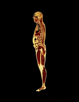 Visible Human Project: sectioned male body (side) Visible Human Project: sectioned male body (side)
