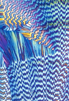 Polarised Light Microscopy Prints: Vitamin B1 crystals, light micrograph