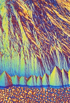Polarised Light Microscopy Prints: Vitamin B7 crystals, light micrograph