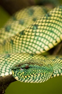 Waglers pit viper Waglers pit viper