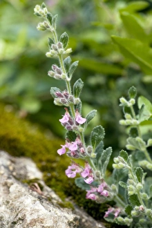 Herbal Medicine Uses Prints: Wall germander (Teucrium chamaedrys)