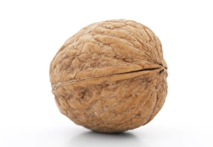 Walnut Tree Prints: Walnut