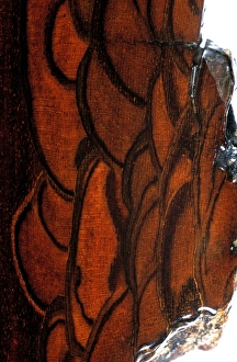 Walnut Tree Bark Prints: Walnut bark