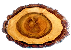 Prints of Walnut tree trunk. Cross-section of the trunk of a walnut tree (Juglans regia), showing its different rings Images Dated 2007 August: Walnut Tree Trunk Print