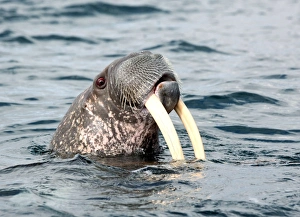 Arctic Marine Mammals Prints: Walrus
