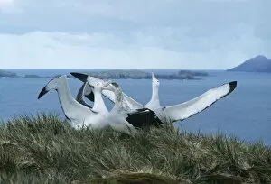 Images Dated 28th March 2003: Wandering albatrosses