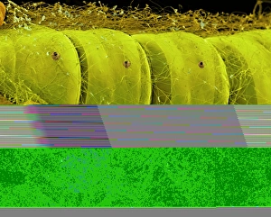 Scanning Electron Micrograph SEM Images Prints: Warehouse moth larva, SEM