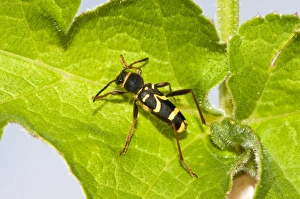 Longhorn Beetles In Nature Prints: Wasp beetle on a leaf C016 / 4712