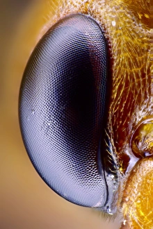 Prints of Wasp eye. Close-up of one of the compound eyes of a wasp (order Hymenoptera), showing the individual lenses (ommatidia, hexagonal) Images Dated 2012 October: Wasp eye Print: High-magnification compound eye image
