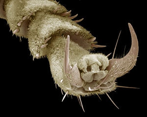 Images Dated 16th September 2009: Wasp Foot Print, SEM