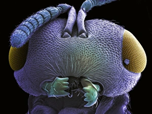 Coloured Scanning Electron Micrograph SEM Prints: Wasp head, SEM