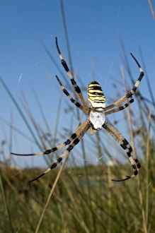 Prints of Wasp spider. Female wasp spider (Argiope bruennichi) on its web. This spider is a species of orb-weaver. It is found in low growing grassland. It hunts flying insects, grasshoppers and crickets Images Dated 2010 August: Wasp Spider Print