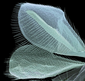 Coloured SEM Images Of Insects Prints: Wasp wings, SEM
