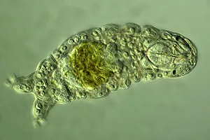 Water bear, light micrograph print