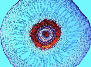 Water fern rhizome, light micrograph Water fern rhizome, light micrograph