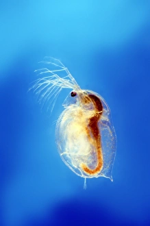 Prints of Water flea. Macro photograph of a water flea (Daphnia sp.), showing its internal organs. Water fleas are small crustaceans, commonly found in fresh water Images Dated 2010 January: Water flea Print, Daphnia sp. macro photograph