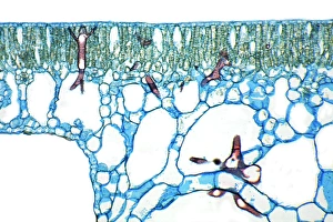 Water lily leaf print, x103 magnification