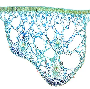 Water lily leaf Print, 10cm wide