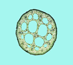 Images Dated 4th January 2006: Water-lily leaf stem Print, light micrograph