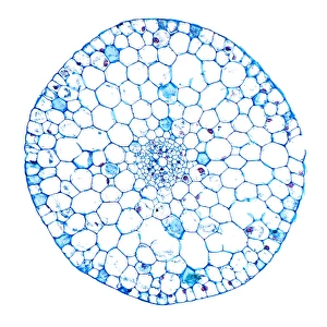 Aquatic Plant Structure Prints: Waterweed stem, light micrograph