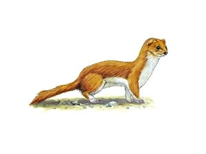 Least Weasel Print