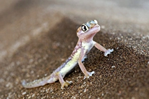 Namib Desert Gecko Prints: Web-footed gecko