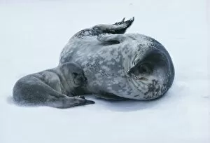 Images Dated 28th March 2003: Weddell seal mother with pup