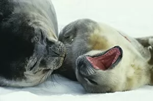 Images Dated 27th March 2003: Weddell seals