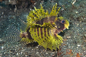 Indo Pacific Fish Prints: Weedy scorpionfish