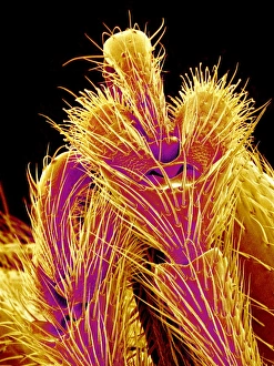 Scanning Electron Micrograph SEM Images Prints: Weevil leg, SEM