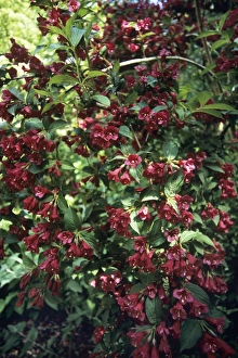 Weigela Flowers Prints: Weigela Bristol Ruby flowers