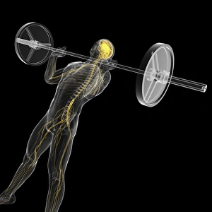 Weight Training Illustration Prints: Weightlifting, artwork