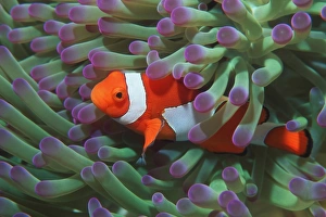 Western clown anemonefish Western clown anemonefish