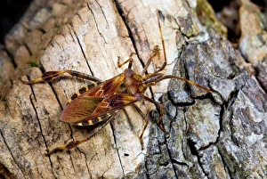 Images Dated 14th January 2013: Western Conifer Seed Bug Print on a Log