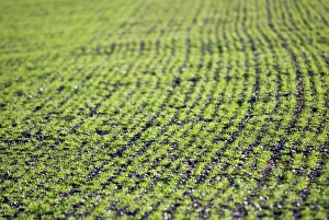Agricultural Photography Prints: Wheat field