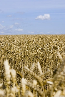 Essex Landscape Photography Prints: Wheat field in summer